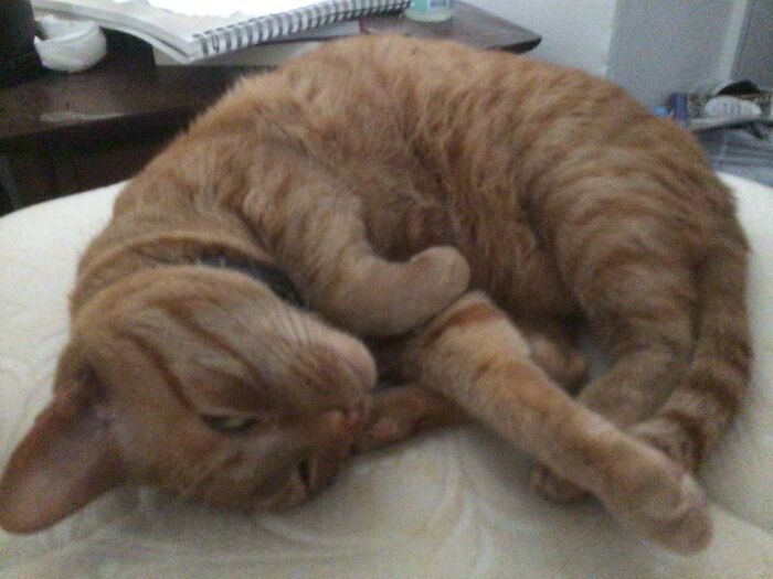 Hey Pandas, Show Us A Demonic Picture Of Your Pet (Closed) Hey Pandas, Show Us A Demonic Picture Of Your Pet (Closed)