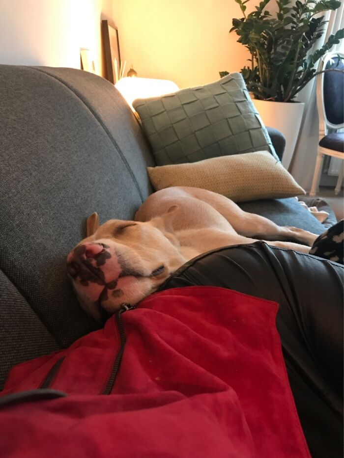 Hey Pandas, Post Your Favorite Photo Of Your Pet (Closed) Hey Pandas, Post Your Favorite Photo Of Your Pet (Closed)