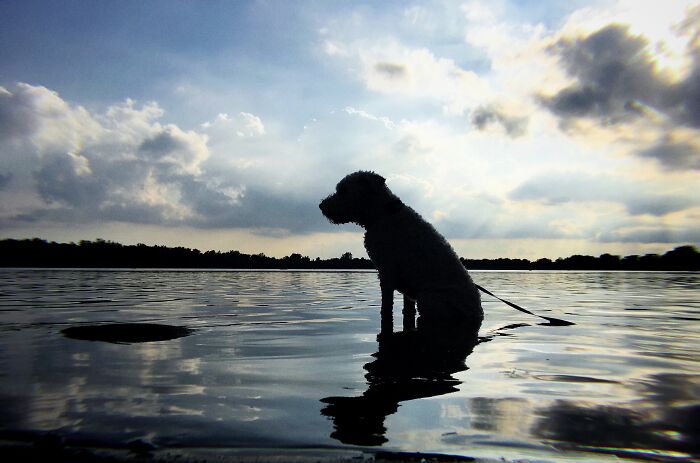 Hey Pandas, Post Your Favorite Photo Of Your Pet (Closed) Hey Pandas, Post Your Favorite Photo Of Your Pet (Closed)