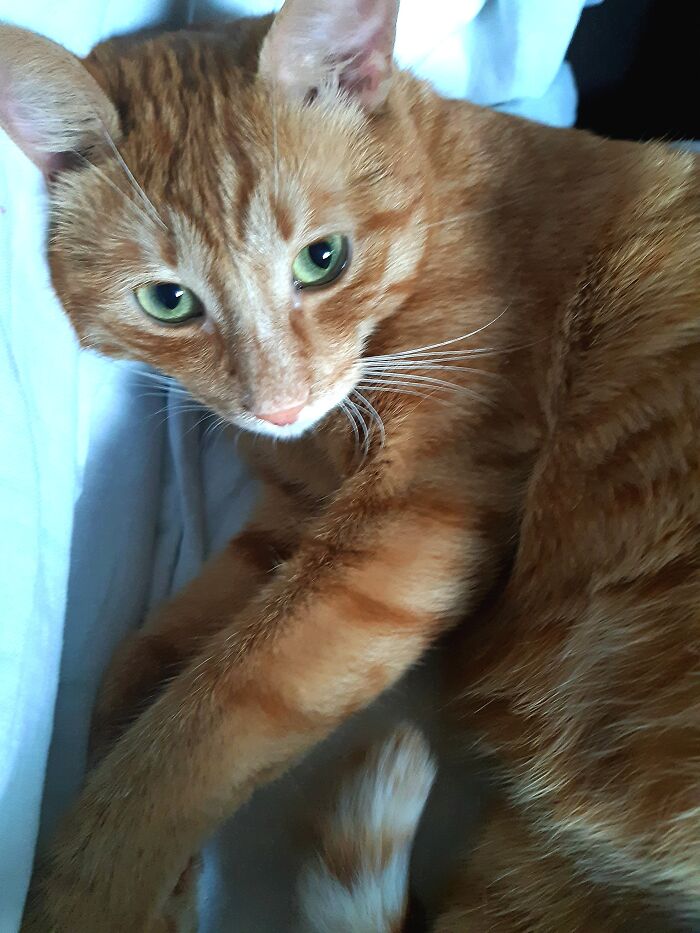 Hey Pandas, Post Your Favorite Photo Of Your Pet (Closed) Hey Pandas, Post Your Favorite Photo Of Your Pet (Closed)