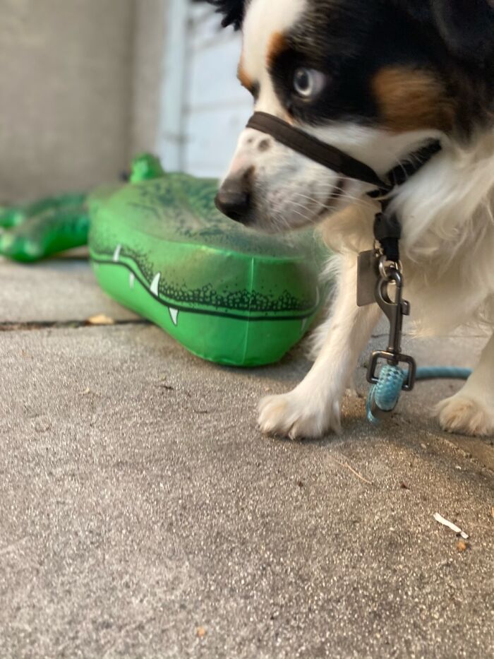 Hey Pandas, Post Your Favorite Photo Of Your Pet (Closed) Hey Pandas, Post Your Favorite Photo Of Your Pet (Closed)