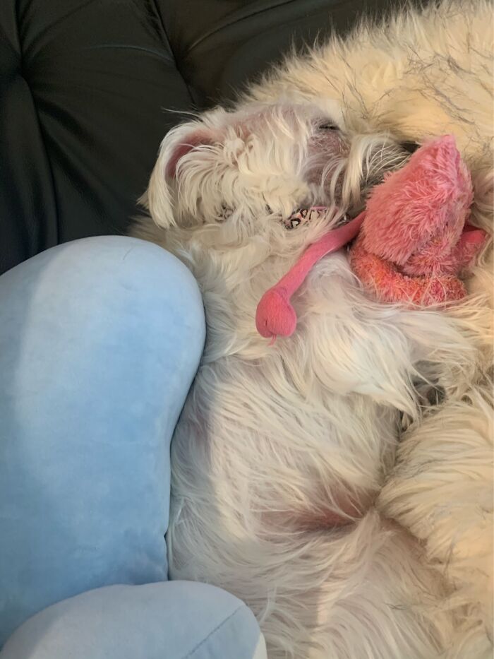 Hey Pandas, Post Your Favorite Photo Of Your Pet (Closed) Hey Pandas, Post Your Favorite Photo Of Your Pet (Closed)