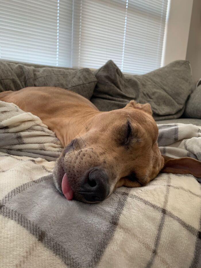 Hey Pandas, Post Your Favorite Photo Of Your Pet (Closed) Hey Pandas, Post Your Favorite Photo Of Your Pet (Closed)