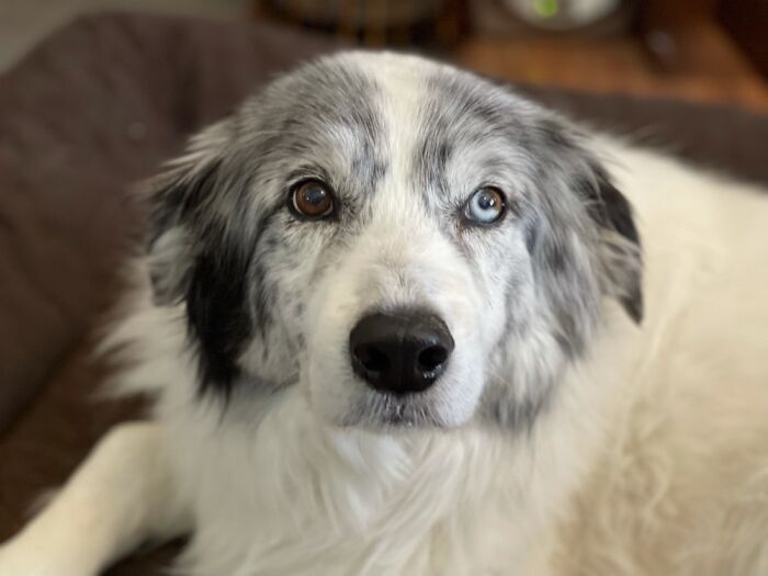 Hey Pandas, Post Your Favorite Photo Of Your Pet (Closed) Hey Pandas, Post Your Favorite Photo Of Your Pet (Closed)