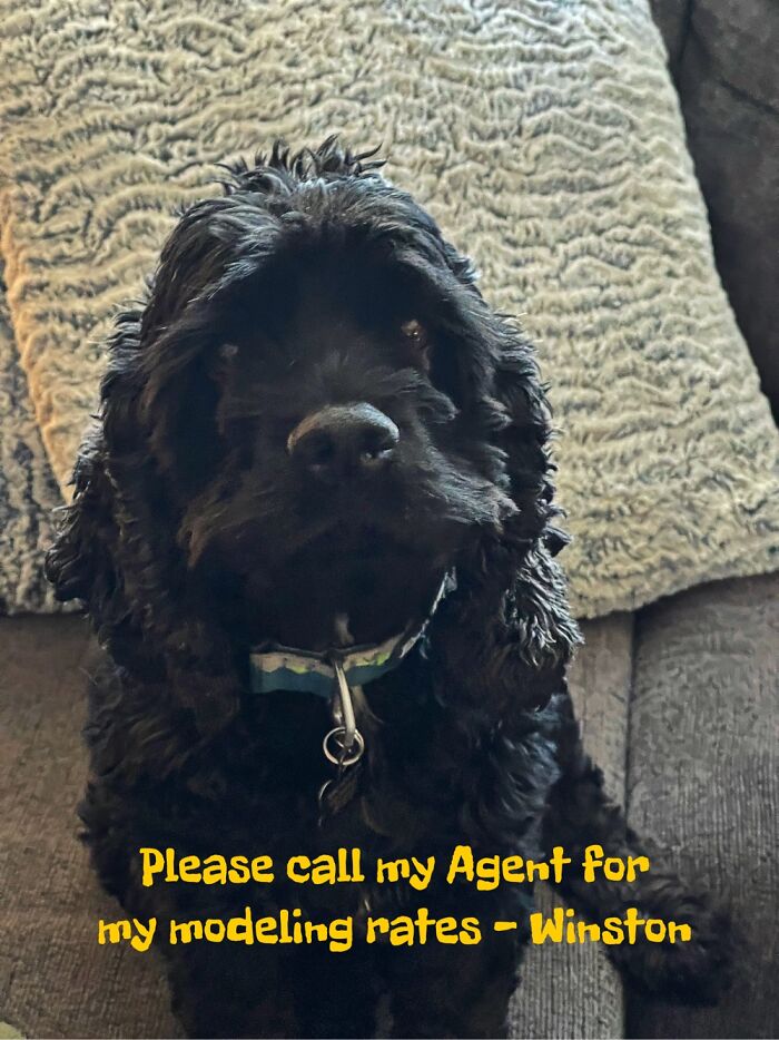 Hey Pandas, Post Your Favorite Photo Of Your Pet (Closed) Hey Pandas, Post Your Favorite Photo Of Your Pet (Closed)