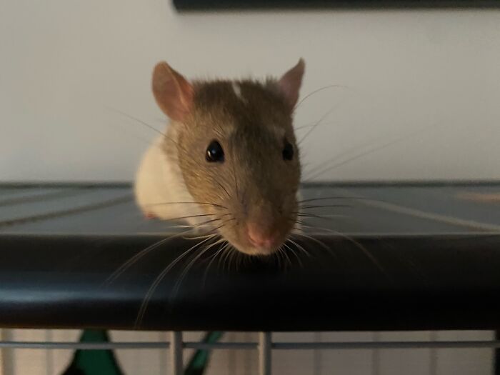 Hey Pandas, Post Your Favorite Photo Of Your Pet (Closed) Hey Pandas, Post Your Favorite Photo Of Your Pet (Closed)