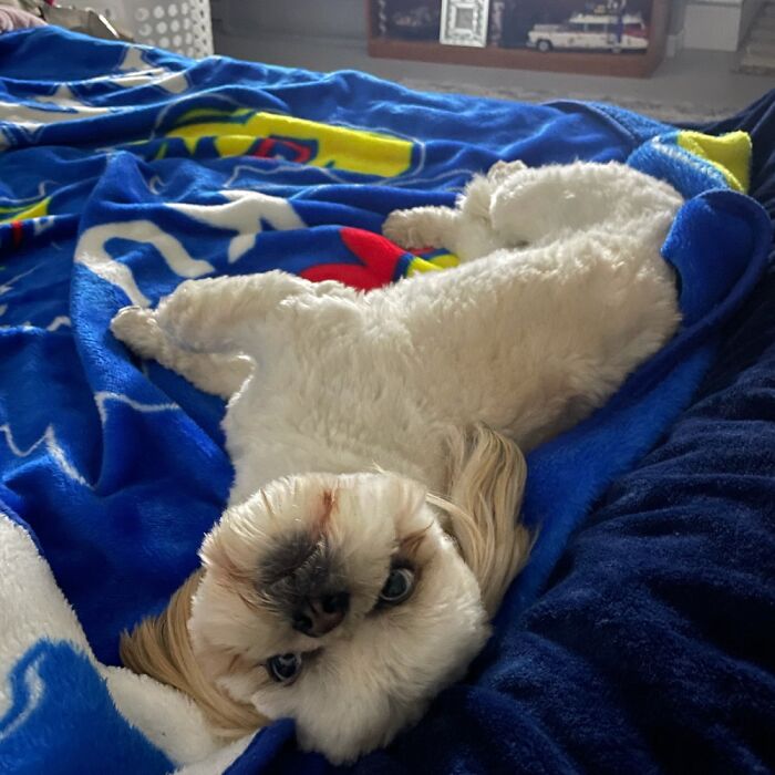 Hey Pandas, Post Your Favorite Photo Of Your Pet (Closed) Hey Pandas, Post Your Favorite Photo Of Your Pet (Closed)