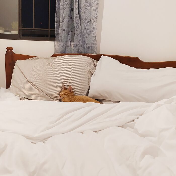 Hey Pandas, Post Your Favorite Photo Of Your Pet (Closed) Hey Pandas, Post Your Favorite Photo Of Your Pet (Closed)