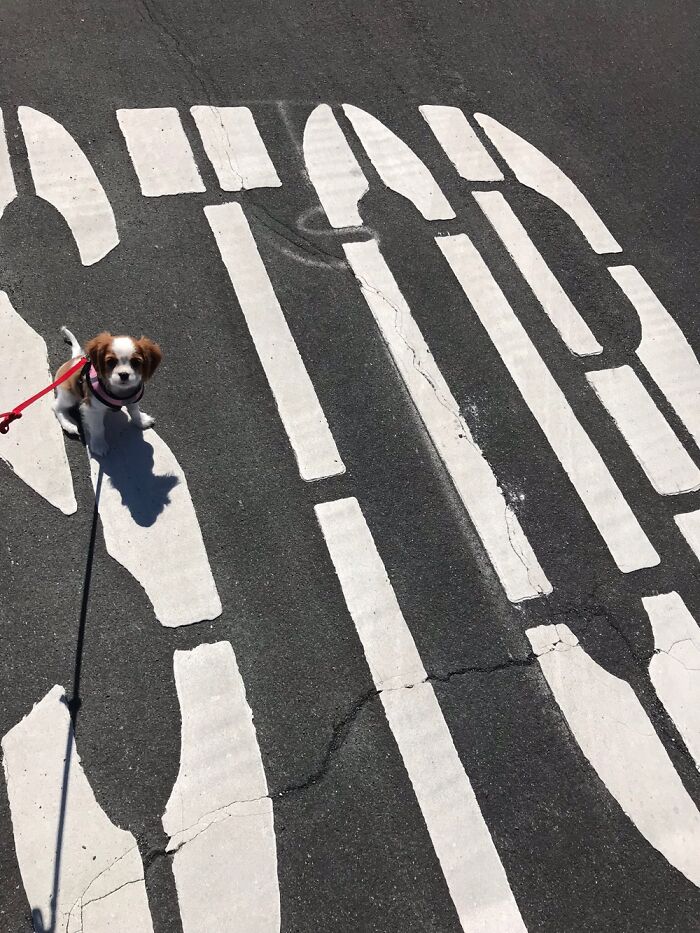 Hey Pandas, Post Your Favorite Photo Of Your Pet (Closed) Hey Pandas, Post Your Favorite Photo Of Your Pet (Closed)