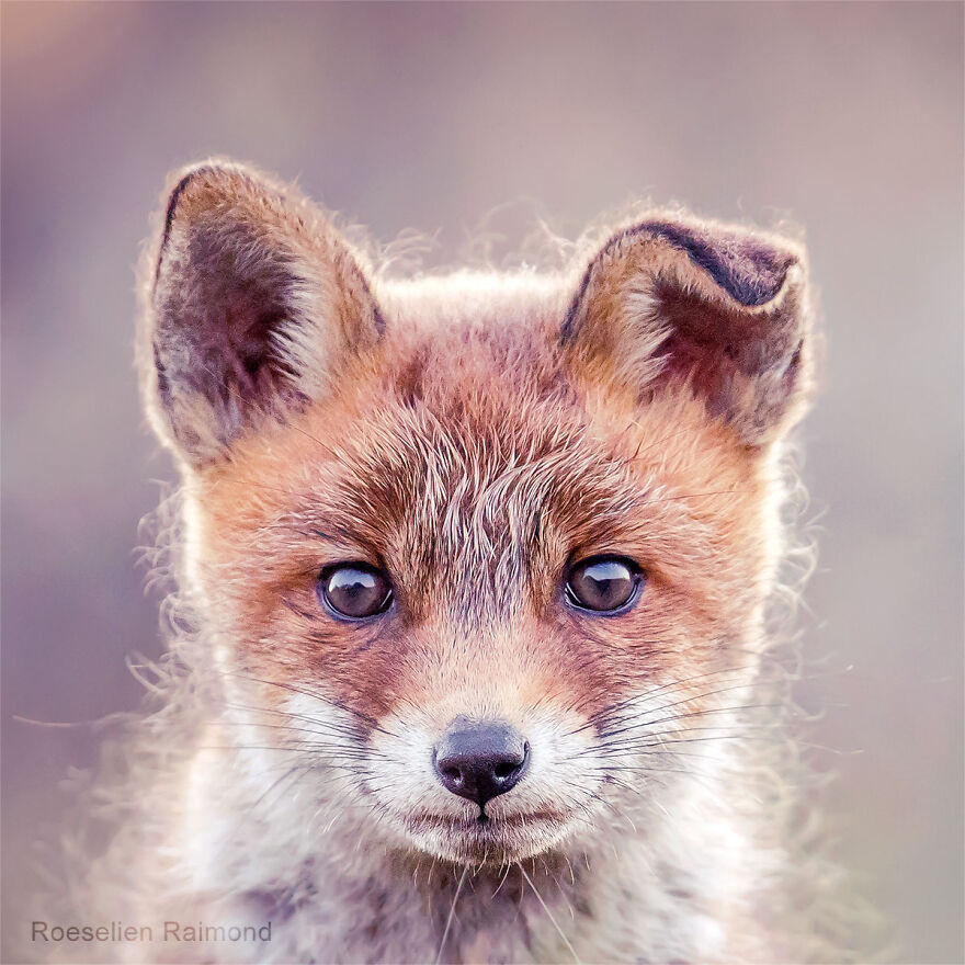 I Took 30 Pictures Of Different Foxes That Tell A Lot About Their Personalities I Took 30 Pictures Of Different Foxes That Tell A Lot About Their Personalities