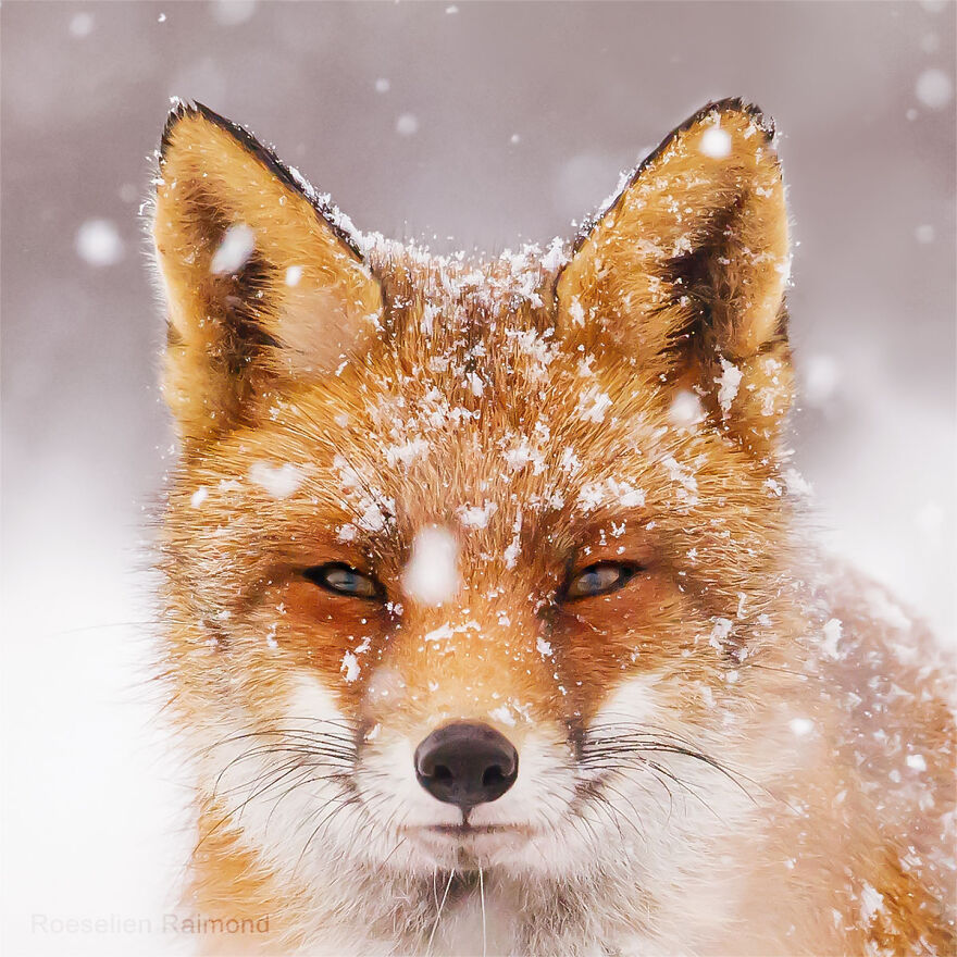 I Took 30 Pictures Of Different Foxes That Tell A Lot About Their Personalities I Took 30 Pictures Of Different Foxes That Tell A Lot About Their Personalities