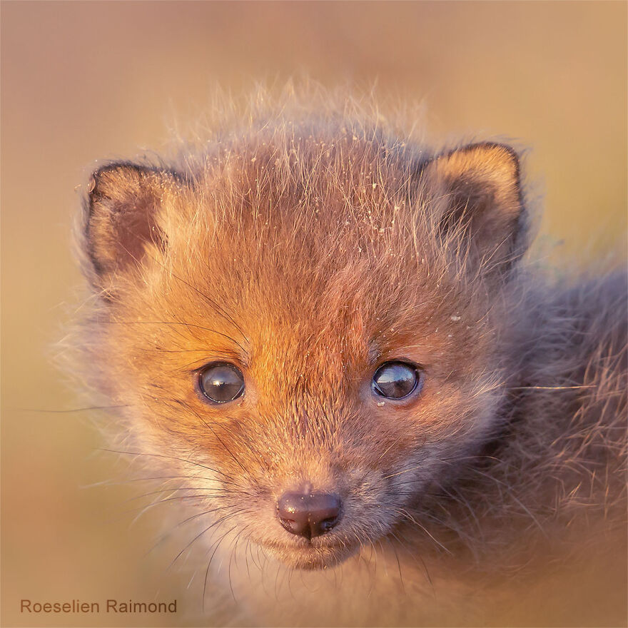 I Took 30 Pictures Of Different Foxes That Tell A Lot About Their Personalities I Took 30 Pictures Of Different Foxes That Tell A Lot About Their Personalities