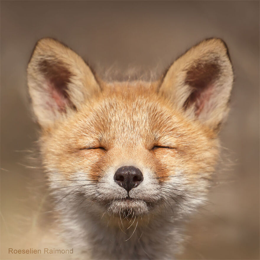 I Took 30 Pictures Of Different Foxes That Tell A Lot About Their Personalities I Took 30 Pictures Of Different Foxes That Tell A Lot About Their Personalities