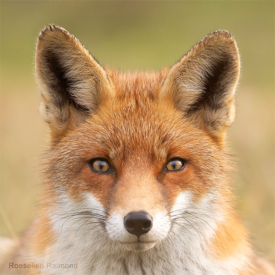 I Took 30 Pictures Of Different Foxes That Tell A Lot About Their Personalities I Took 30 Pictures Of Different Foxes That Tell A Lot About Their Personalities