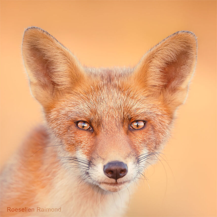 I Took 30 Pictures Of Different Foxes That Tell A Lot About Their Personalities I Took 30 Pictures Of Different Foxes That Tell A Lot About Their Personalities