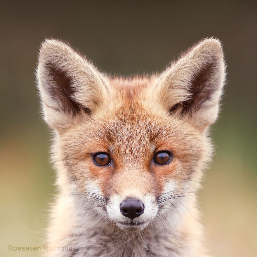 I Took 30 Pictures Of Different Foxes That Tell A Lot About Their Personalities I Took 30 Pictures Of Different Foxes That Tell A Lot About Their Personalities