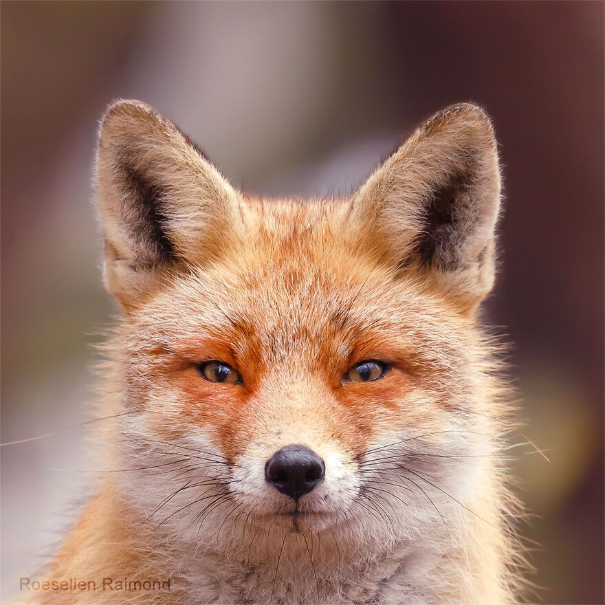 I Took 30 Pictures Of Different Foxes That Tell A Lot About Their Personalities I Took 30 Pictures Of Different Foxes That Tell A Lot About Their Personalities