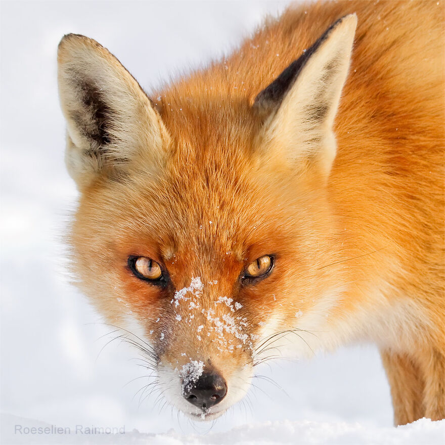 I Took 30 Pictures Of Different Foxes That Tell A Lot About Their Personalities I Took 30 Pictures Of Different Foxes That Tell A Lot About Their Personalities
