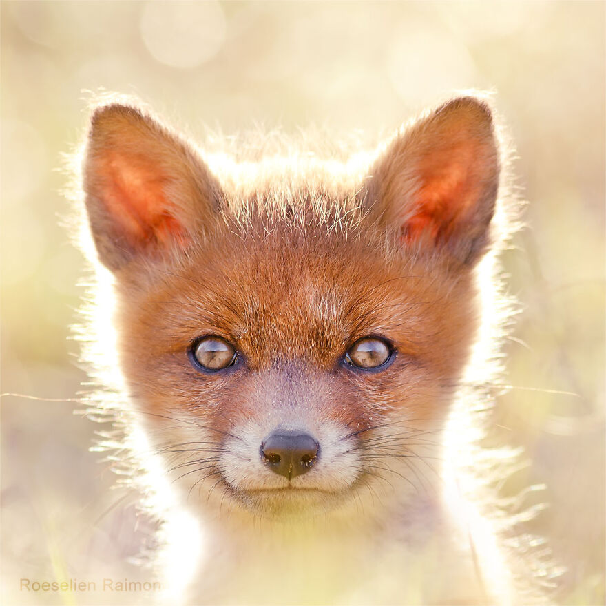 I Took 30 Pictures Of Different Foxes That Tell A Lot About Their Personalities I Took 30 Pictures Of Different Foxes That Tell A Lot About Their Personalities