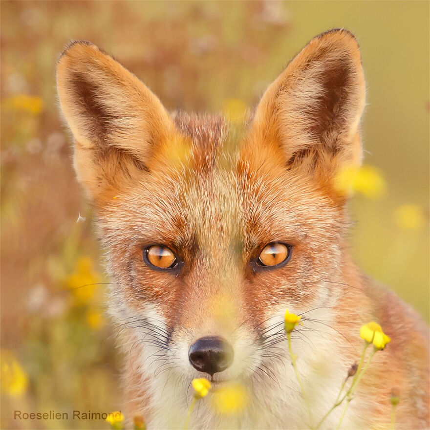 I Took 30 Pictures Of Different Foxes That Tell A Lot About Their Personalities I Took 30 Pictures Of Different Foxes That Tell A Lot About Their Personalities