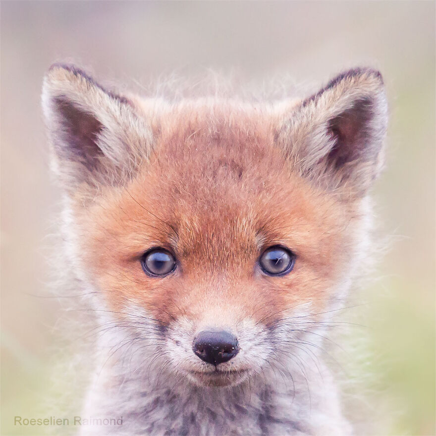 I Took 30 Pictures Of Different Foxes That Tell A Lot About Their Personalities I Took 30 Pictures Of Different Foxes That Tell A Lot About Their Personalities