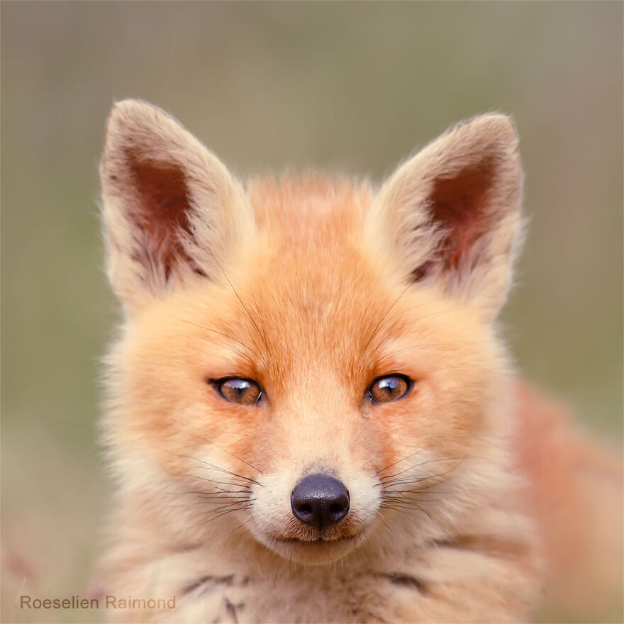 I Took 30 Pictures Of Different Foxes That Tell A Lot About Their Personalities I Took 30 Pictures Of Different Foxes That Tell A Lot About Their Personalities