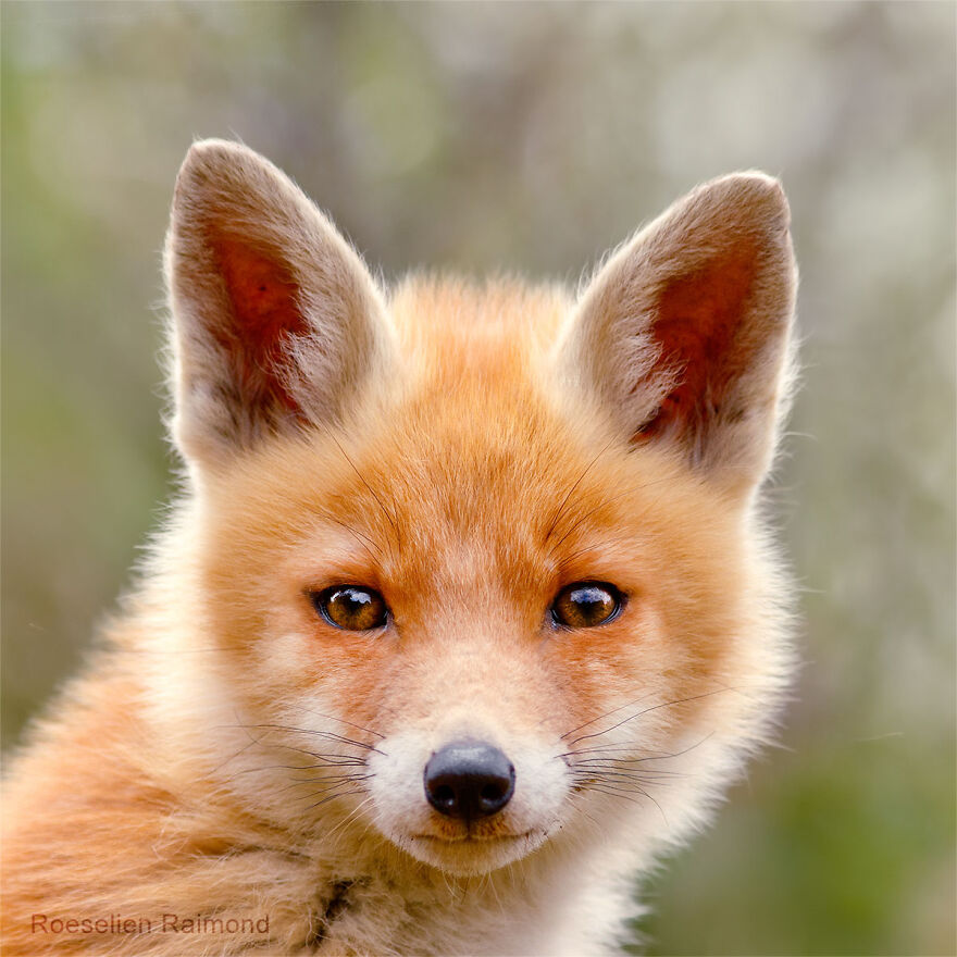 I Took 30 Pictures Of Different Foxes That Tell A Lot About Their Personalities I Took 30 Pictures Of Different Foxes That Tell A Lot About Their Personalities