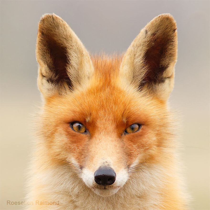 I Took 30 Pictures Of Different Foxes That Tell A Lot About Their Personalities I Took 30 Pictures Of Different Foxes That Tell A Lot About Their Personalities