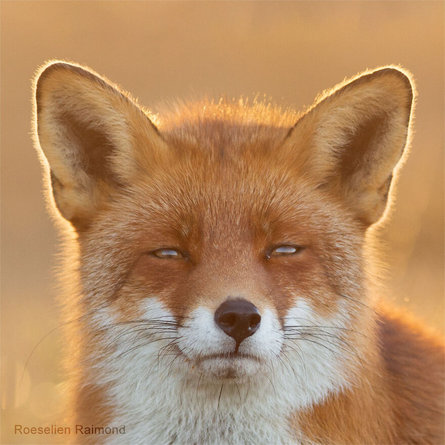 I Took 30 Pictures Of Different Foxes That Tell A Lot About Their Personalities I Took 30 Pictures Of Different Foxes That Tell A Lot About Their Personalities