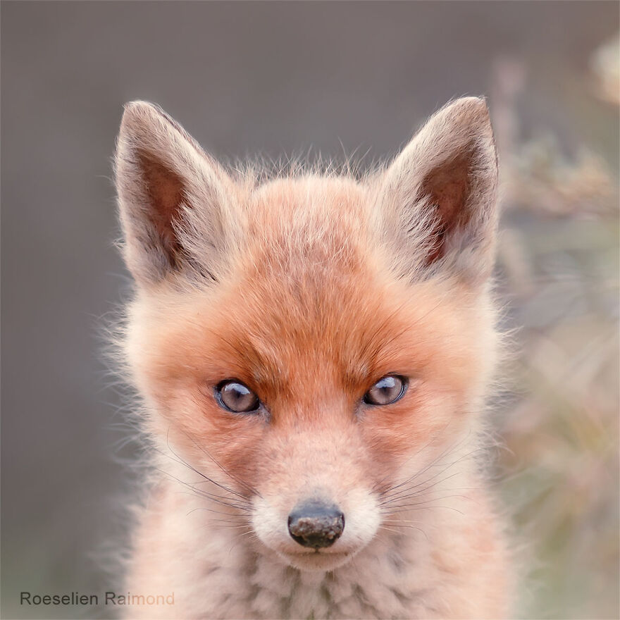 I Took 30 Pictures Of Different Foxes That Tell A Lot About Their Personalities I Took 30 Pictures Of Different Foxes That Tell A Lot About Their Personalities