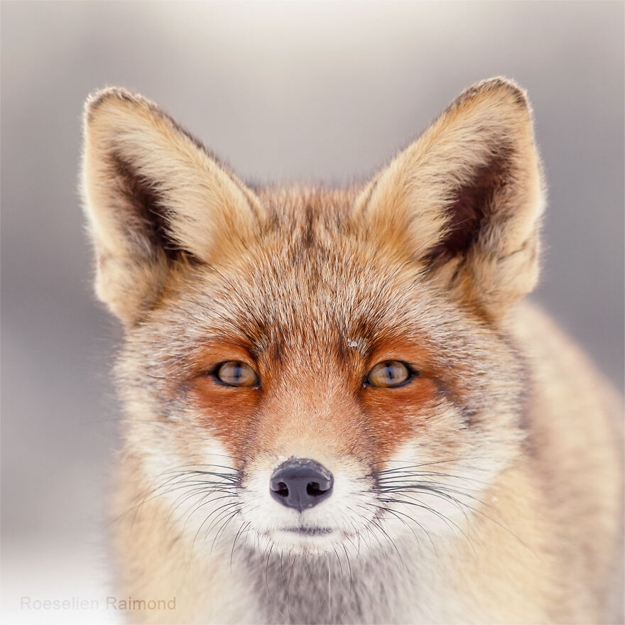 I Took 30 Pictures Of Different Foxes That Tell A Lot About Their Personalities I Took 30 Pictures Of Different Foxes That Tell A Lot About Their Personalities