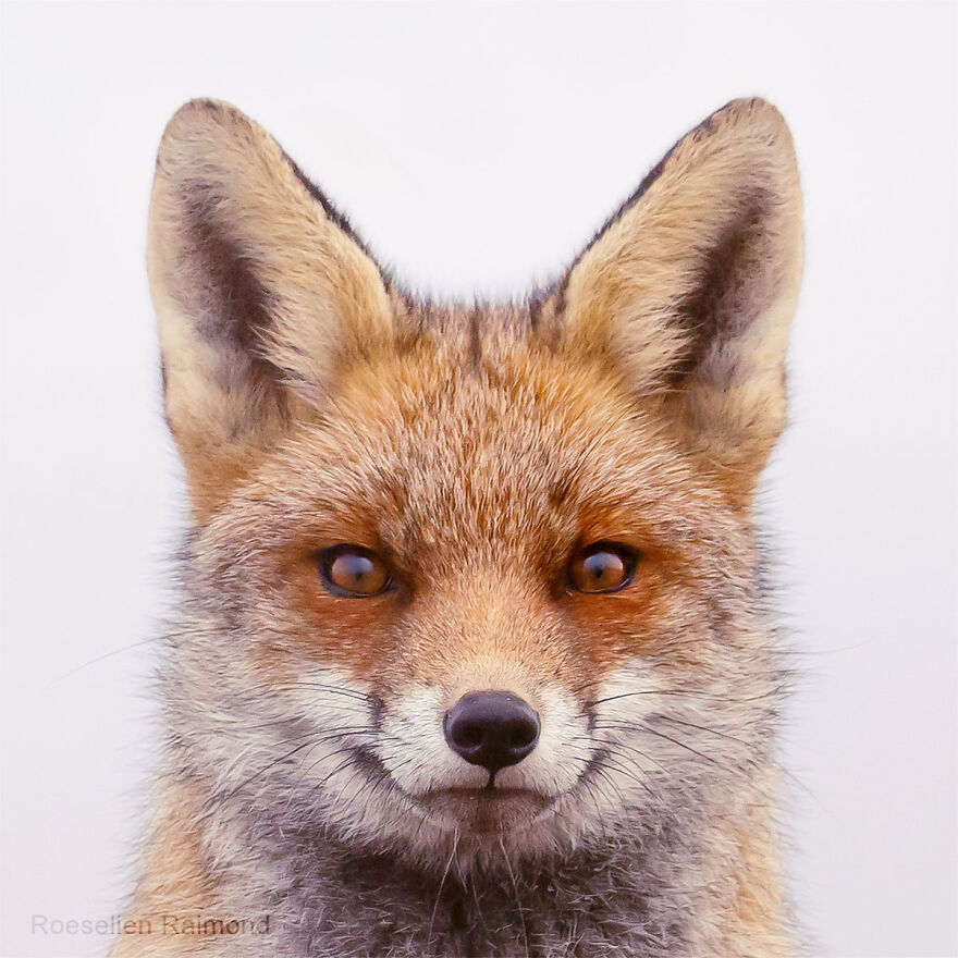 I Took 30 Pictures Of Different Foxes That Tell A Lot About Their Personalities I Took 30 Pictures Of Different Foxes That Tell A Lot About Their Personalities