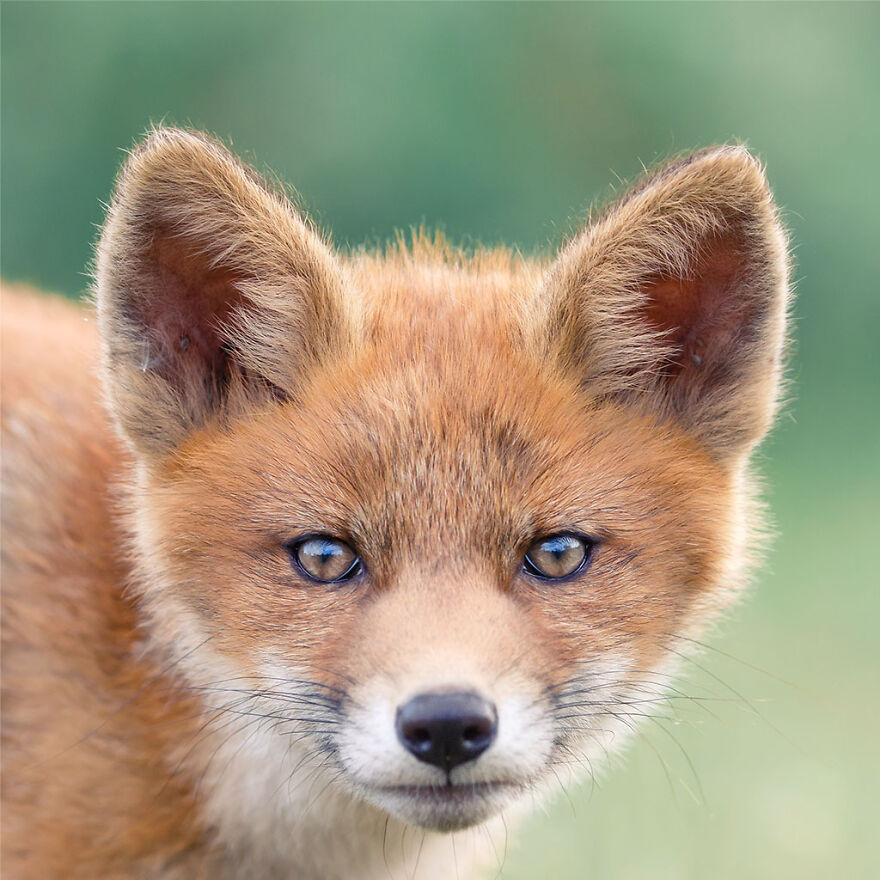 I Took 30 Pictures Of Different Foxes That Tell A Lot About Their Personalities I Took 30 Pictures Of Different Foxes That Tell A Lot About Their Personalities