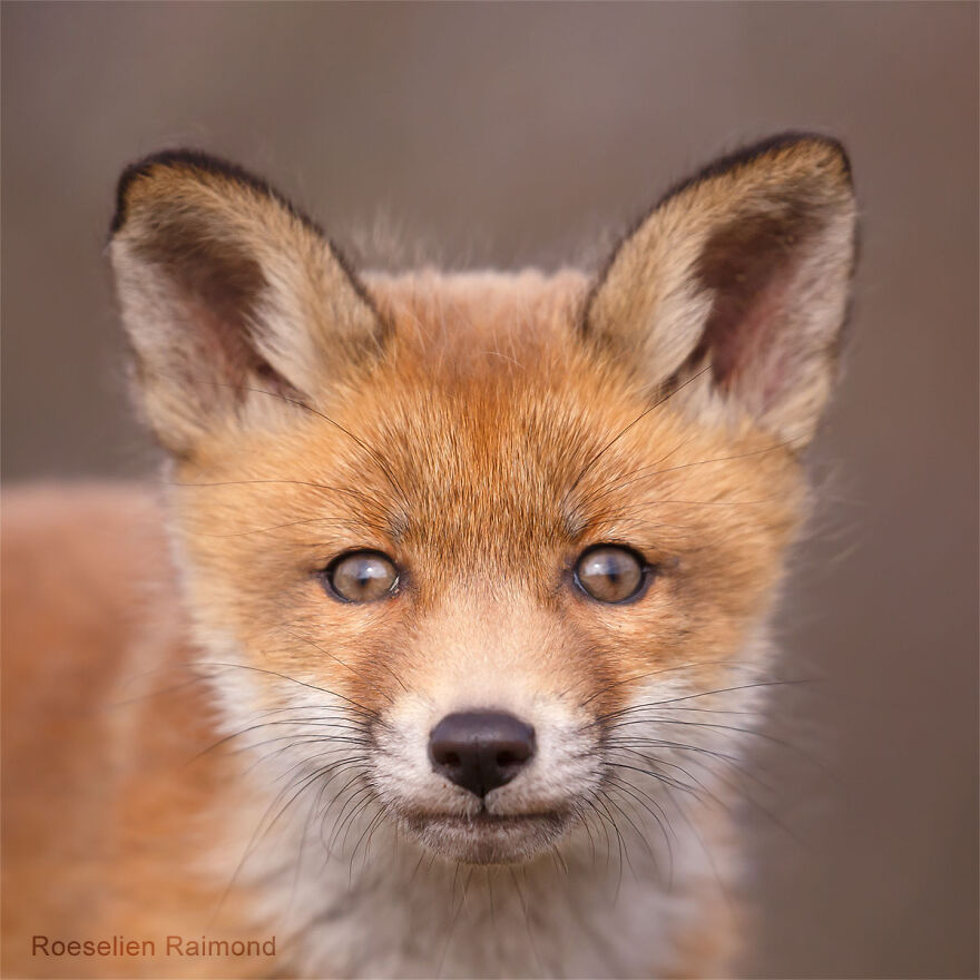 I Took 30 Pictures Of Different Foxes That Tell A Lot About Their Personalities I Took 30 Pictures Of Different Foxes That Tell A Lot About Their Personalities