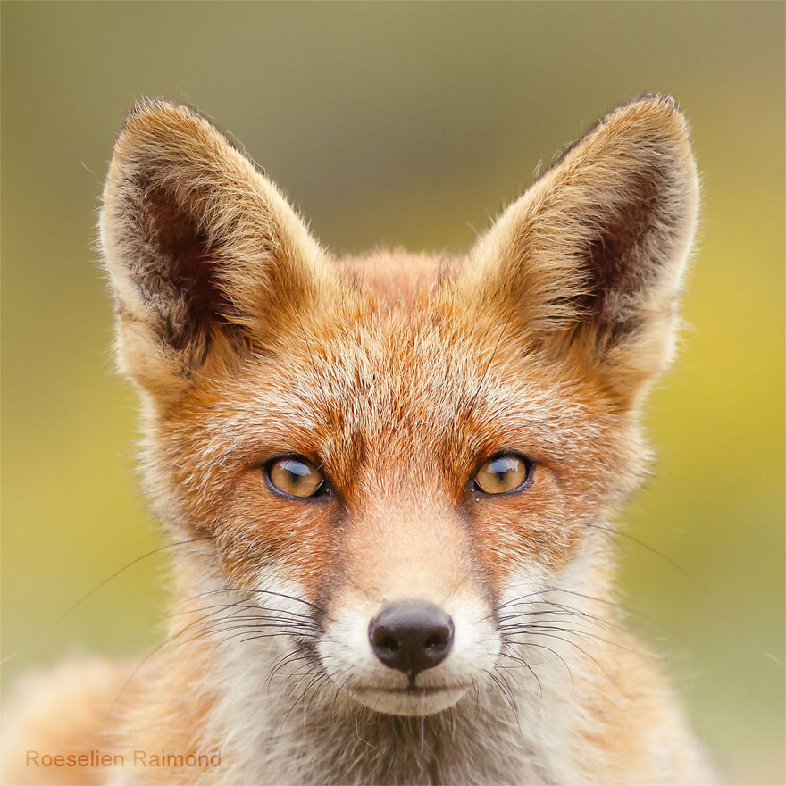 I Took 30 Pictures Of Different Foxes That Tell A Lot About Their Personalities I Took 30 Pictures Of Different Foxes That Tell A Lot About Their Personalities