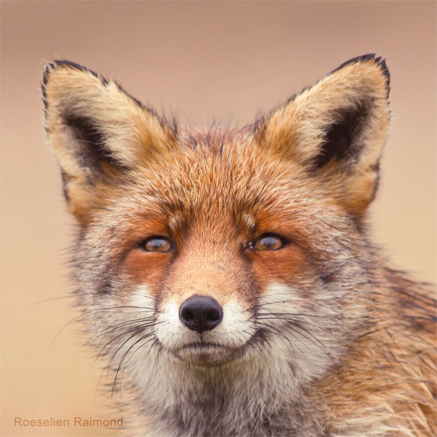 I Took 30 Pictures Of Different Foxes That Tell A Lot About Their Personalities I Took 30 Pictures Of Different Foxes That Tell A Lot About Their Personalities