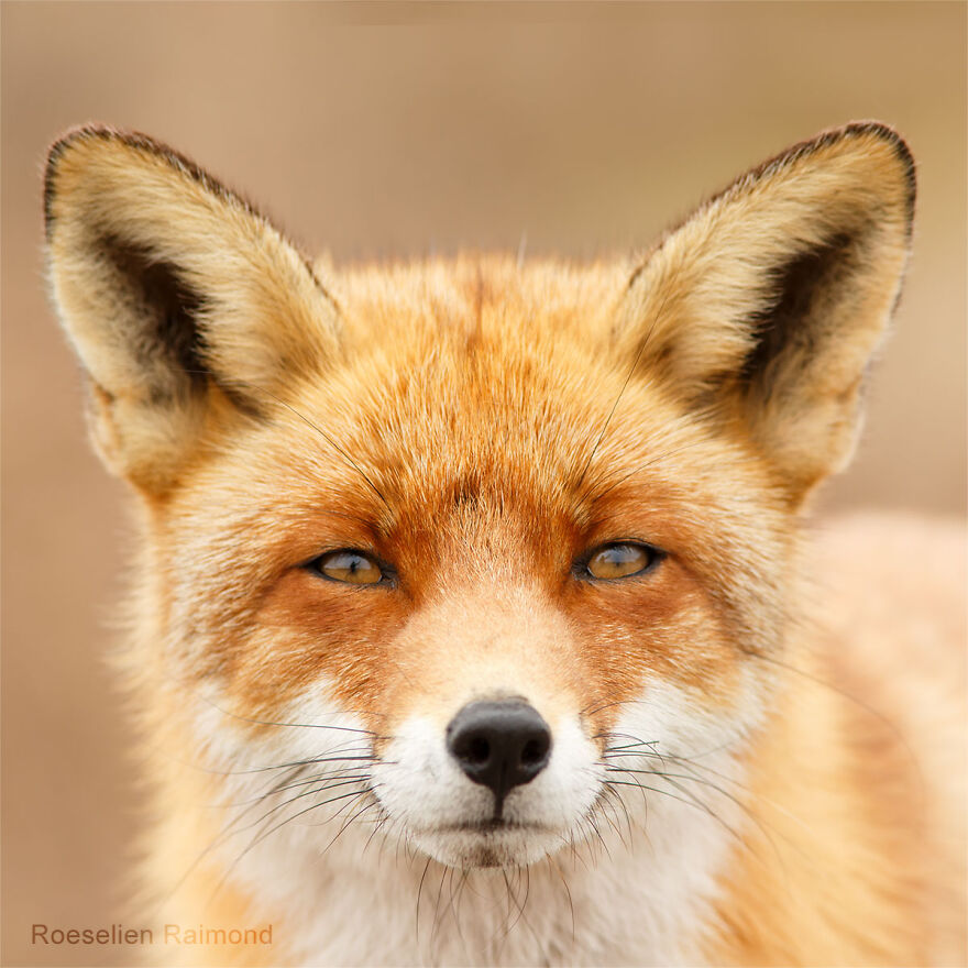 I Took 30 Pictures Of Different Foxes That Tell A Lot About Their Personalities I Took 30 Pictures Of Different Foxes That Tell A Lot About Their Personalities