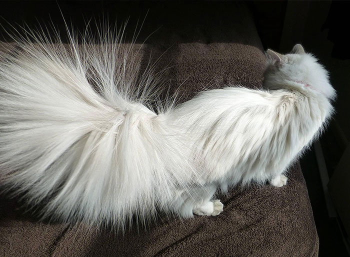 40 Funny And Bizarre Things Pets Do According To Their Owners Who Claim That Nobody Believes Them 40 Funny And Bizarre Things Pets Do According To Their Owners Who Claim That Nobody Believes Them