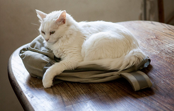 40 Funny And Bizarre Things Pets Do According To Their Owners Who Claim That Nobody Believes Them 40 Funny And Bizarre Things Pets Do According To Their Owners Who Claim That Nobody Believes Them