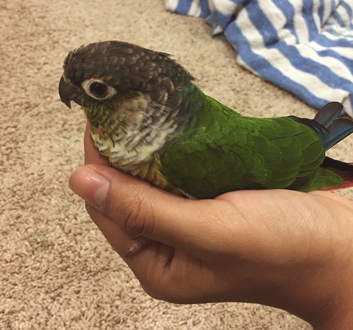 40 Funny And Bizarre Things Pets Do According To Their Owners Who Claim That Nobody Believes Them 40 Funny And Bizarre Things Pets Do According To Their Owners Who Claim That Nobody Believes Them