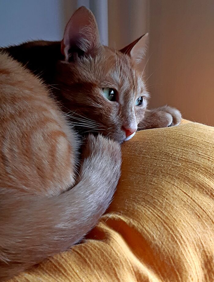 Hey Pandas, Post A Pic Of Your Pet Being Comfy (Closed) Hey Pandas, Post A Pic Of Your Pet Being Comfy (Closed)