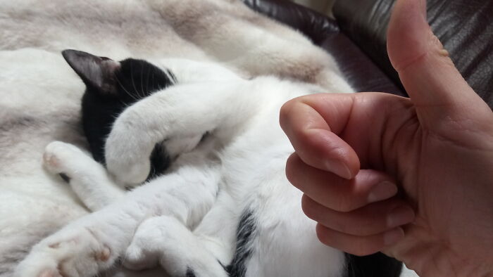 Hey Pandas, Post A Pic Of Your Pet Being Comfy (Closed) Hey Pandas, Post A Pic Of Your Pet Being Comfy (Closed)