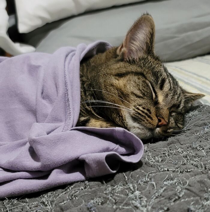 Hey Pandas, Post A Pic Of Your Pet Being Comfy (Closed) Hey Pandas, Post A Pic Of Your Pet Being Comfy (Closed)