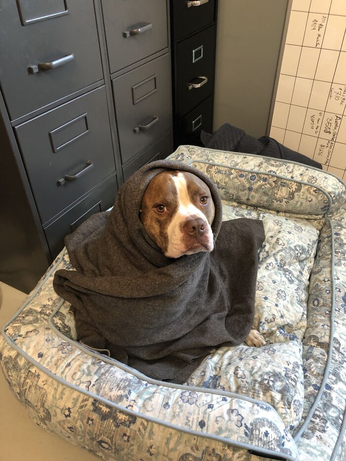 Hey Pandas, Post A Pic Of Your Pet Being Comfy (Closed) Hey Pandas, Post A Pic Of Your Pet Being Comfy (Closed)