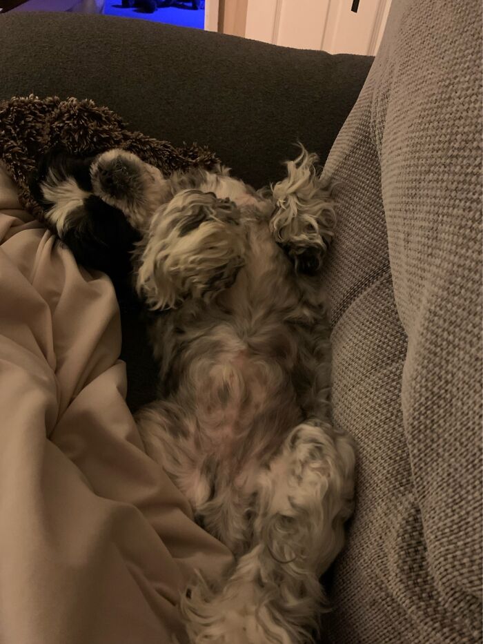 Hey Pandas, Post A Pic Of Your Pet Being Comfy (Closed) Hey Pandas, Post A Pic Of Your Pet Being Comfy (Closed)