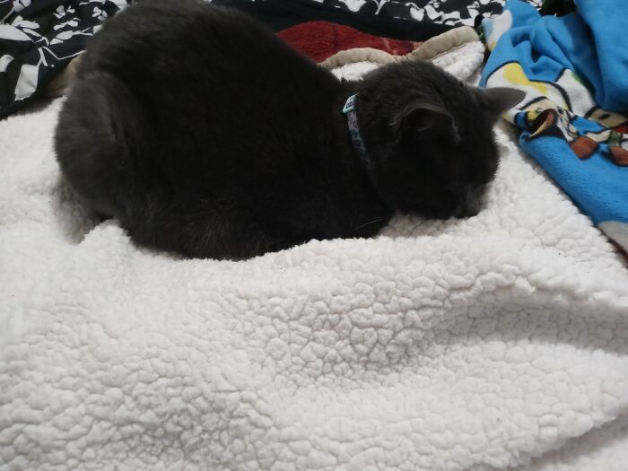 Hey Pandas, Post A Pic Of Your Pet Being Comfy (Closed) Hey Pandas, Post A Pic Of Your Pet Being Comfy (Closed)