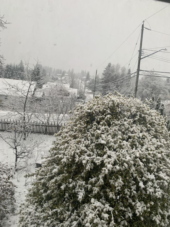 Hey Pandas, Post Pics Of The First Snow (Closed) Hey Pandas, Post Pics Of The First Snow (Closed)