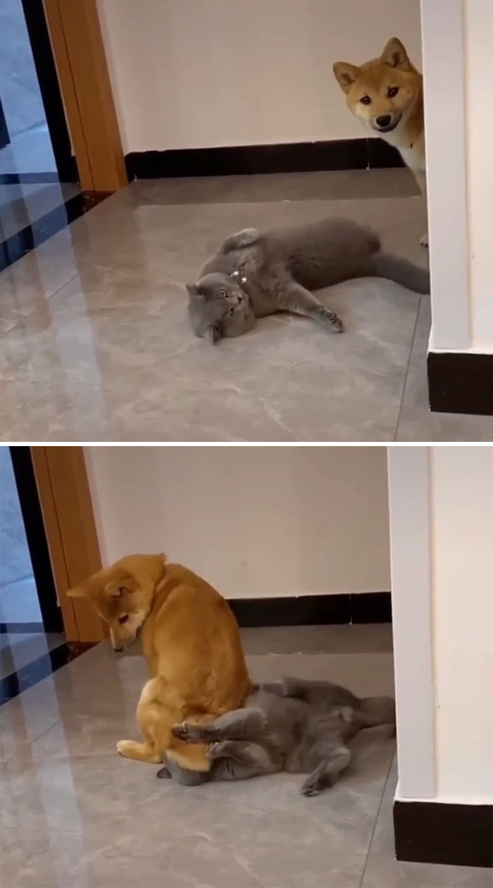 “What’s Wrong With Your Dog?”: People Are Sharing Pics Of Their Dogs Acting Bizarre (40 New Pics) “What’s Wrong With Your Dog?”: People Are Sharing Pics Of Their Dogs Acting Bizarre (40 New Pics)