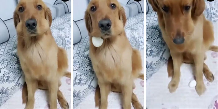 “What’s Wrong With Your Dog?”: People Are Sharing Pics Of Their Dogs Acting Bizarre (40 New Pics) “What’s Wrong With Your Dog?”: People Are Sharing Pics Of Their Dogs Acting Bizarre (40 New Pics)