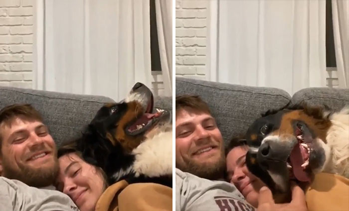 “What’s Wrong With Your Dog?”: People Are Sharing Pics Of Their Dogs Acting Bizarre (40 New Pics) “What’s Wrong With Your Dog?”: People Are Sharing Pics Of Their Dogs Acting Bizarre (40 New Pics)